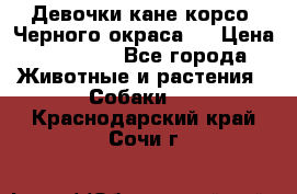 Девочки кане корсо. Черного окраса.  › Цена ­ 65 000 - Все города Животные и растения » Собаки   . Краснодарский край,Сочи г.